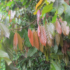 Guayusa Herb Profile