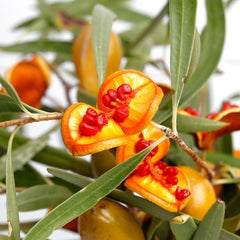 Gumbi Gumbi Herb Profile