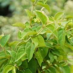 Gymnema Herb Profile