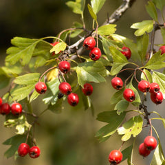 Hawthorn Herb Profile