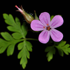 Herb Robert Herb Profile