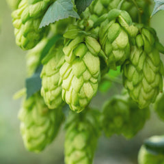 Hops Herb Profile