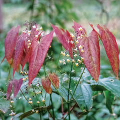 Horny Goat Weed Herb Profile