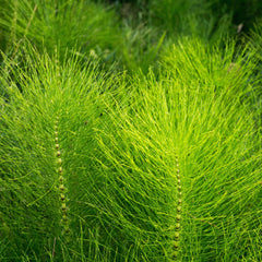 Horsetail Herb Profile