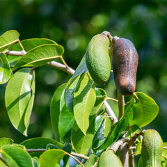 Jatoba Herb Profile