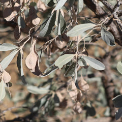 Jilungin Herb Profile