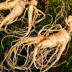 Korean Ginseng Herb Profile