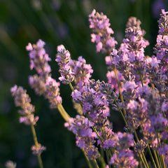 Lavender Herb Profile
