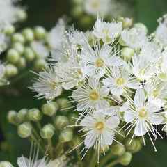 Lemon Myrtle Herb Profile
