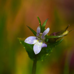 Lobelia Herb Profile