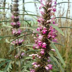 Marijuanilla (Siberian Motherwort) Herb Profile