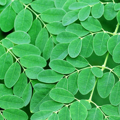 Moringa Herb Profile