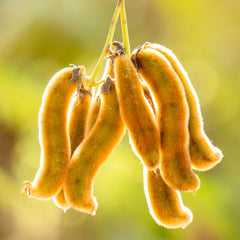 Mucuna Herb Profile