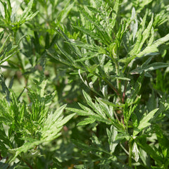 Mugwort Herb Profile
