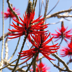 Mulungu Herb Profile