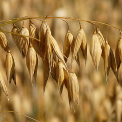 Oat Straw Herb Profile