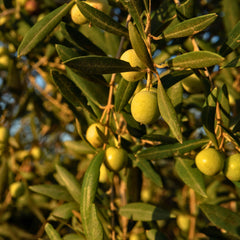 Olive Leaf Herb Profile