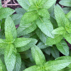 Peppermint Herb Profile