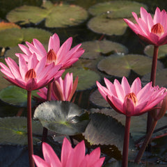 Red Lily Herb Profile