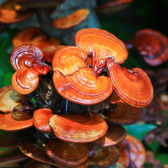 Reishi Herb Profile