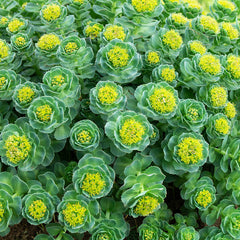 Rhodiola Herb Profile