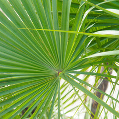 Saw Palmetto Herb Profile