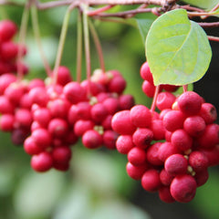 Schisandra Herb Profile