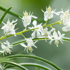 Shatavari Herb Profile