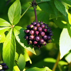 Siberian Ginseng Herb Profile