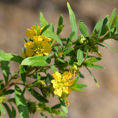 Sinicuichi Herb Profile