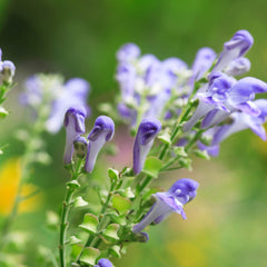Skullcap Herb Profile