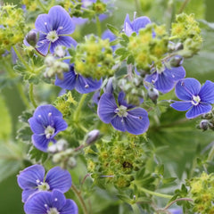 Speedwell Herb Profile