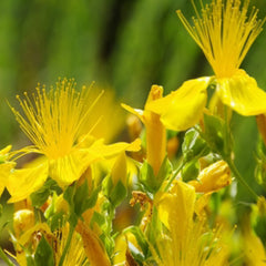 St John's Wort Herb Profile