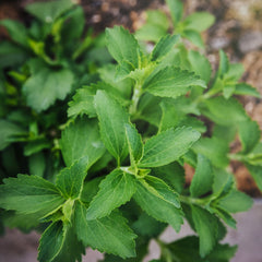 Stevia Herb Profile