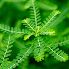 Stonebreaker Herb Profile