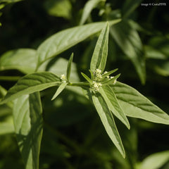Suma Herb Profile