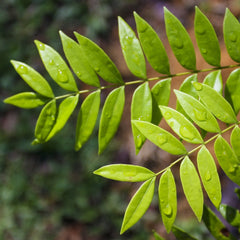 Tongkat Ali Herb Profile