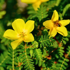 Tribulus Herb Profile