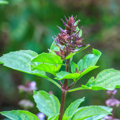 Tulsi Herb Profile