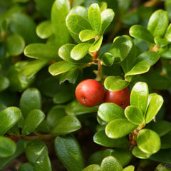 Uva Ursi Herb Profile