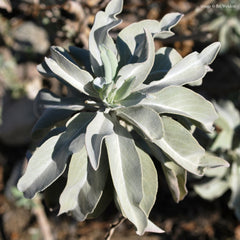 White Sage Herb Profile