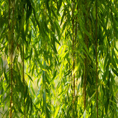 White Willow Herb Profile