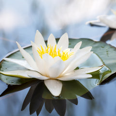 White Lily Herb Profile