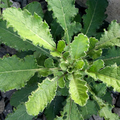 Wild Lettuce Herb Profile