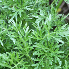 Wormwood Herb Profile