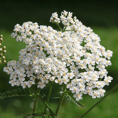 Yarrow Herb Profile