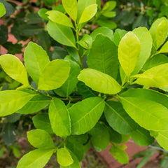 Yerba Maté Herb Profile