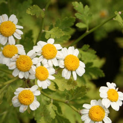 Feverfew Herb Profile