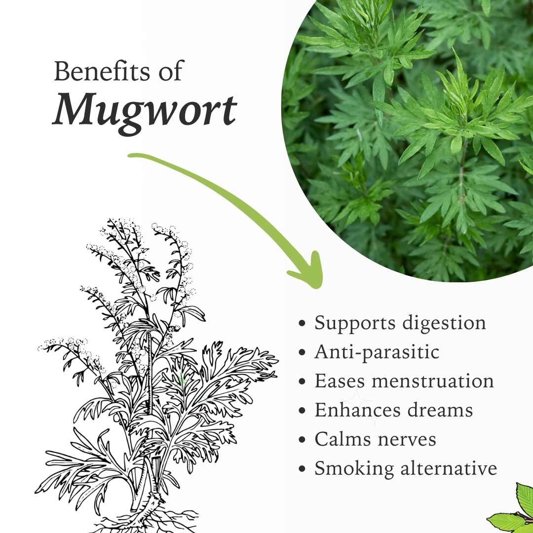 Mugwort 1:2 Liquid Herb