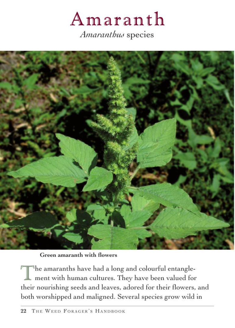 Weed Forager's Handbook: A Guide to Edible and Medicinal Weeds in Australia